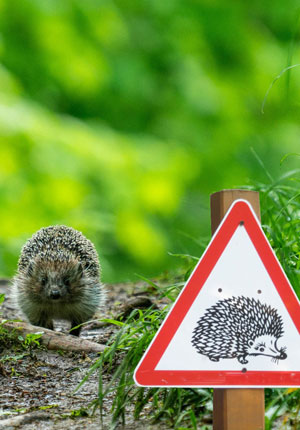 Ein Igel läuft an einem Schildt Achtung Igel vorbei